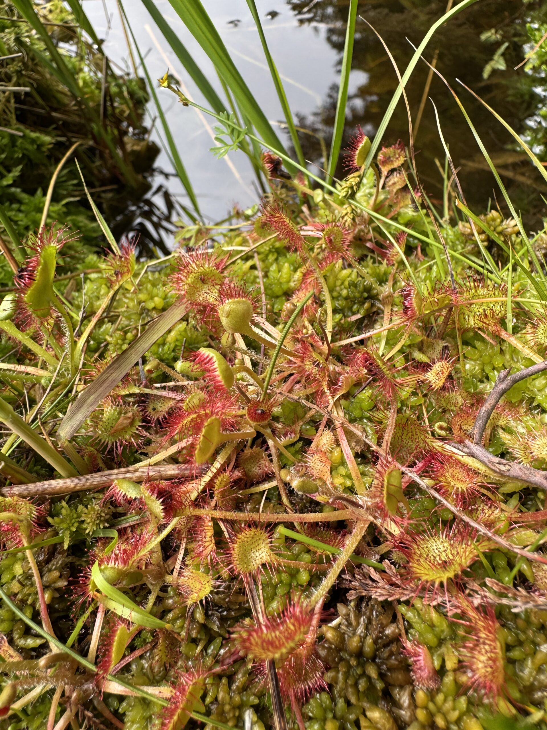 Drosera rotundifolia
