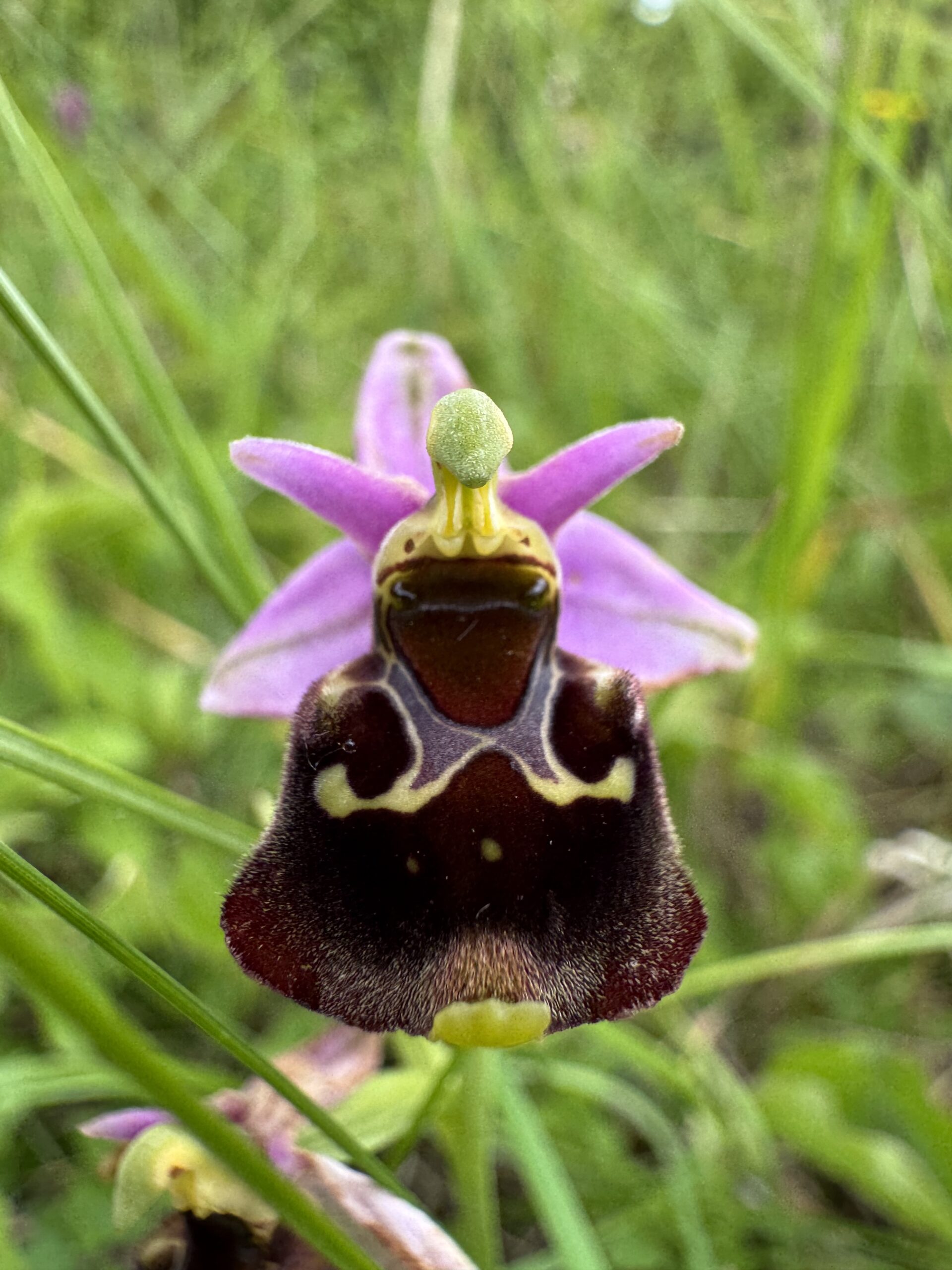 Ophrys bourdon