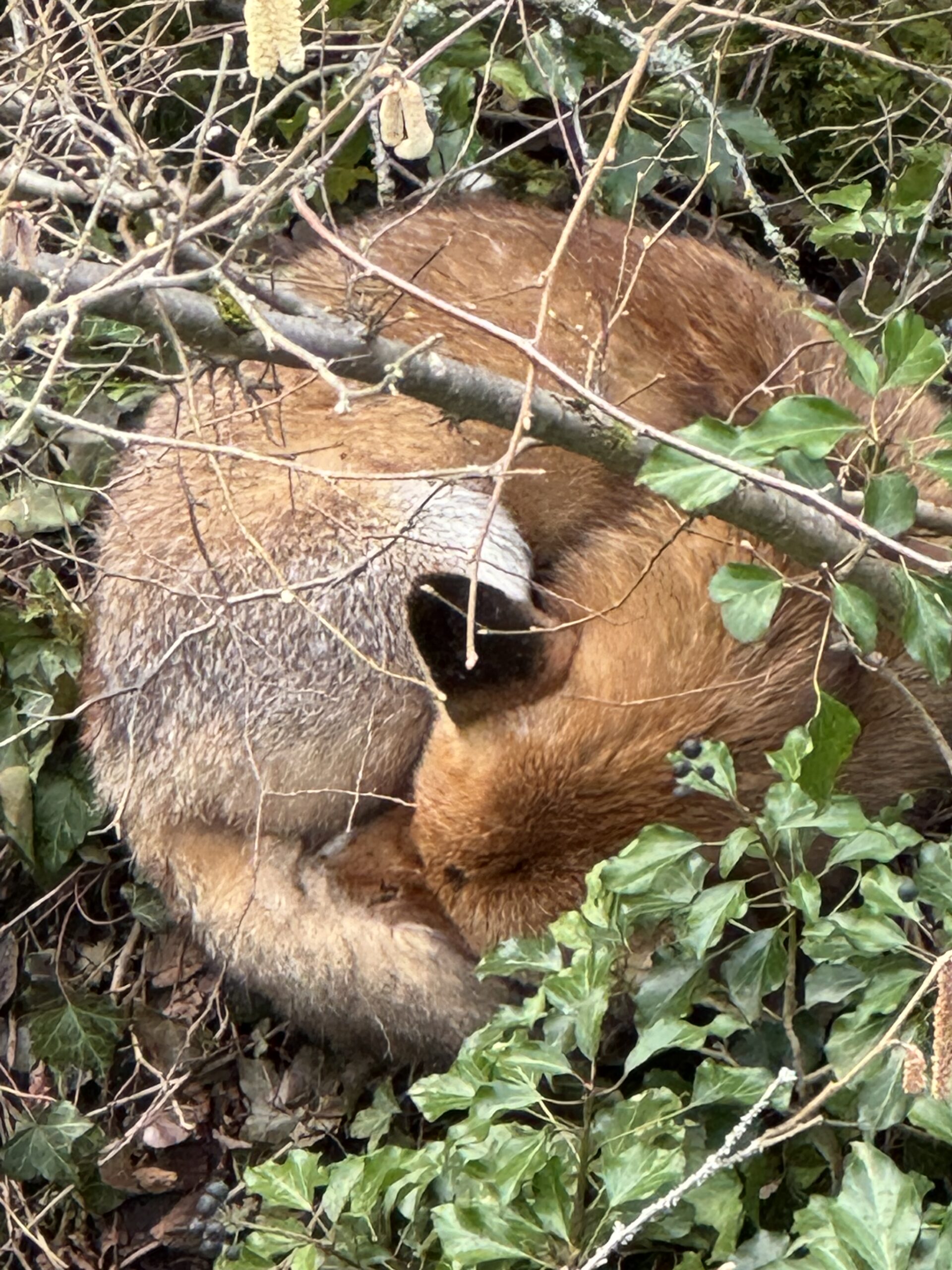 Renard roux