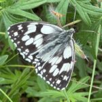 Papillon Silène