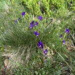 Pensées violettes