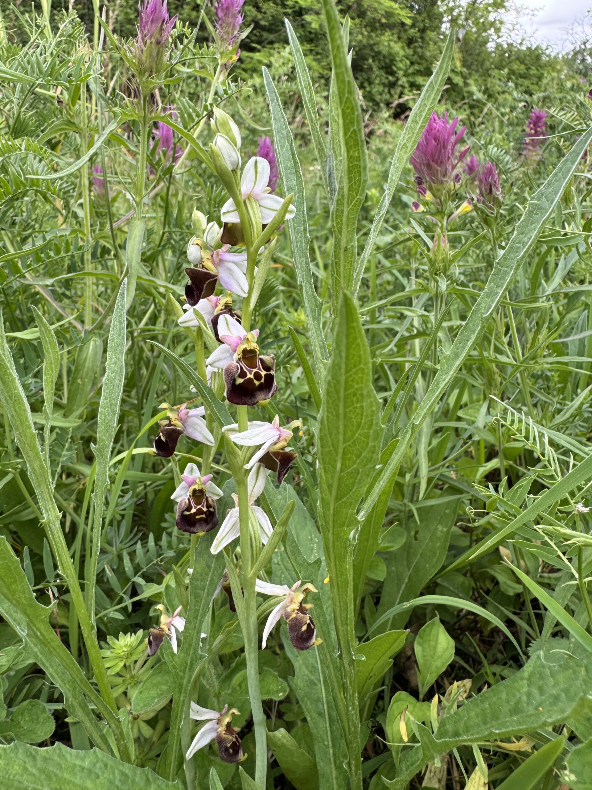 Inflorescence d'Ophrys bourdon