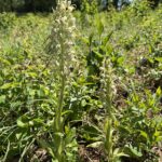 Orchis bouc