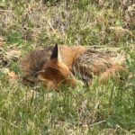 Renard roux