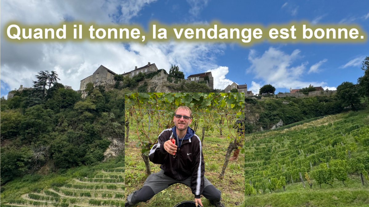 Vendanges & Vigneron